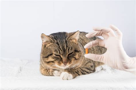 Prazosin For Cats: Uses, Side Effects, And Dosage Guidelines